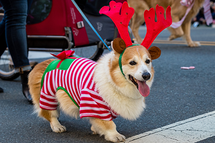 Image of a dog wearing a Christmas costume.